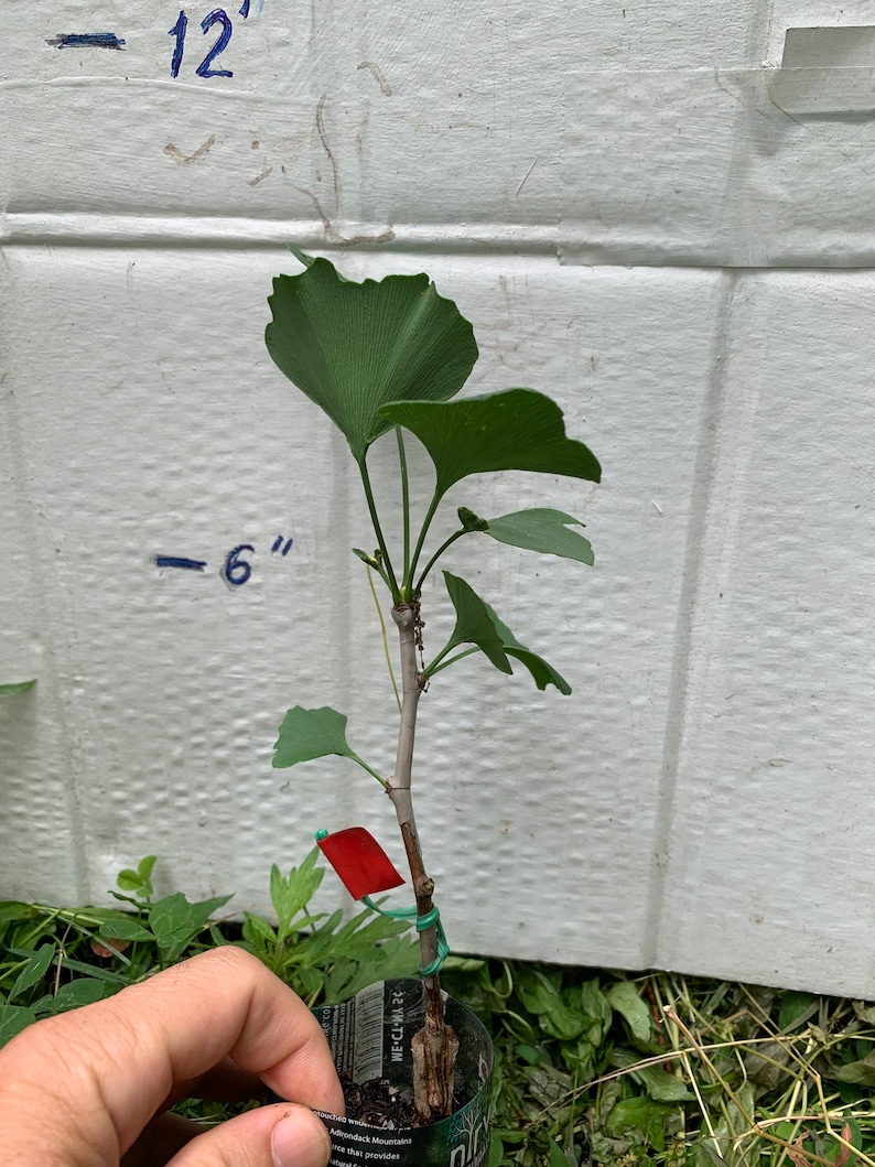 Female ginkgo, live grafted plant, 1 year old graft size. image 6