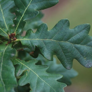 2 ans 3 plantes Quercus robur Fastigiata , Chêne anglais colonnaire, racine nue, dormant image 5