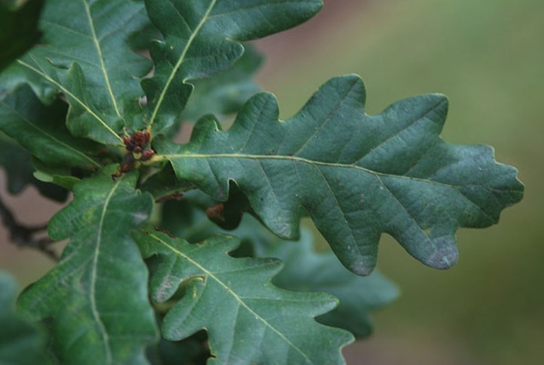 2 ans 3 plantes Quercus robur Fastigiata , Chêne anglais colonnaire, racine nue, dormant image 5