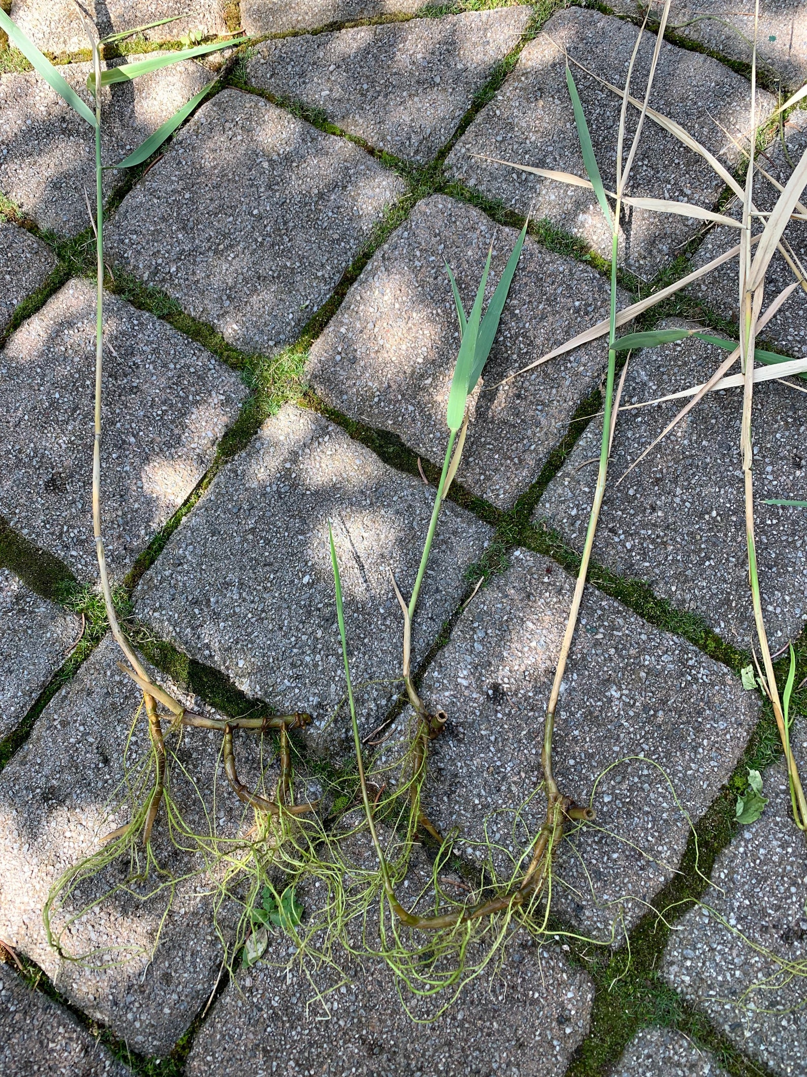 Common Reed Phragmites australis 3 Live Roots/stolons Etsy