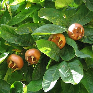May include: Several round, brownish-orange medlar fruits with prominent, open calyxes are nestled among dense, dark green, oval-shaped leaves on a tree branch. The fruits have a smooth, firm skin and are clustered together in the foliage.