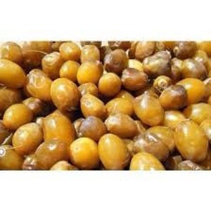 Yellow Barhi Date Palm Phoenix Dactylifera Live plant 1-2 leaves