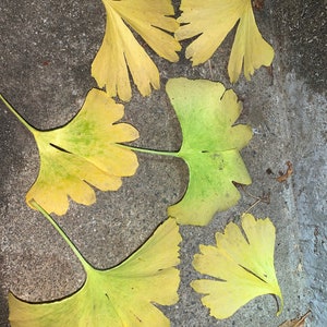 Exact plant shown, 2 year old Ginkgo Biloba seedling. Unusual 4-6-8 split leaves