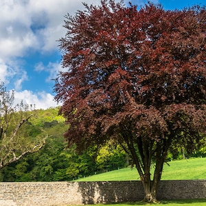 May include: A large, red-leaved tree stands in front of a stone wall, with a smaller tree to the left. The trees are in a grassy field with a forest in the background. The sky is blue with white clouds.