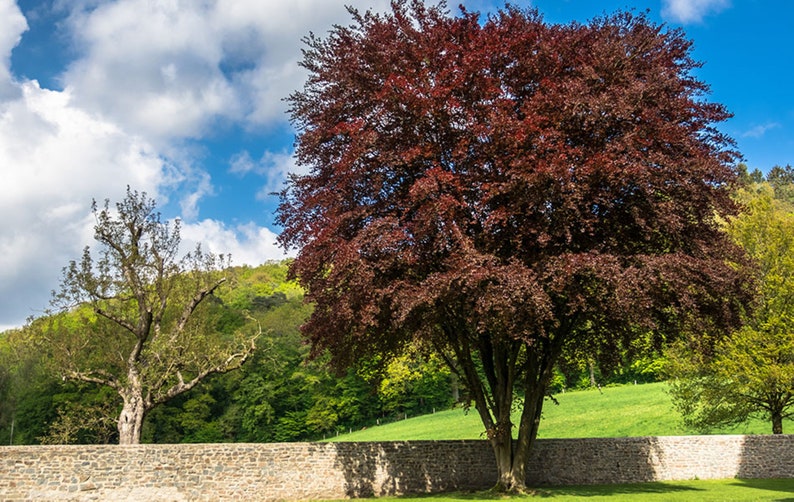 MightyoaktreeNursery Fagus sylvatica Beech