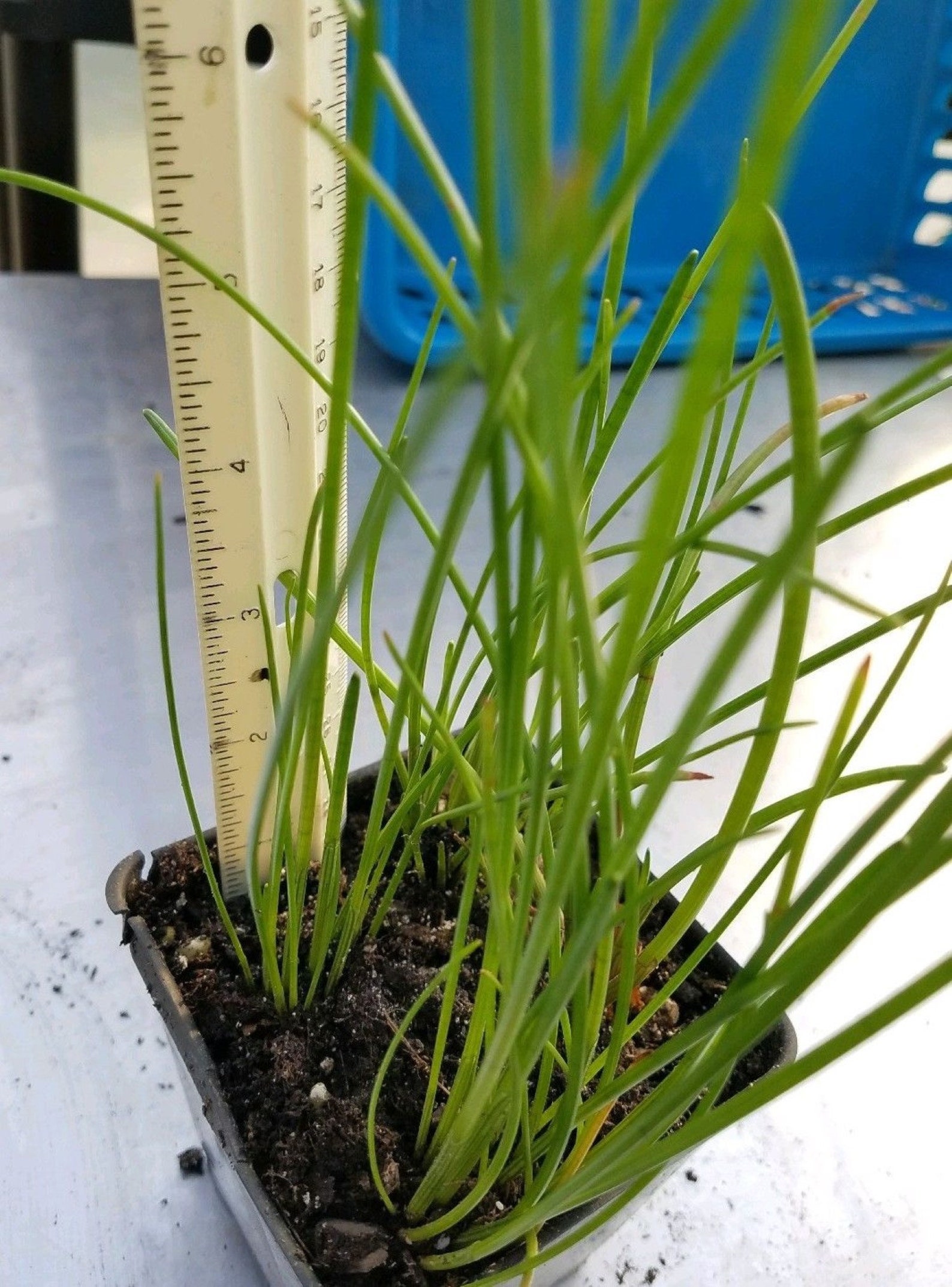 CHINESE WATER CHESTNUTS 16 Bulbs eleocharis Dulcis Sweet Etsy