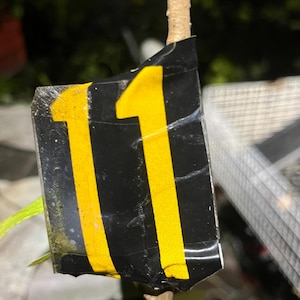 Könnte beinhalten: Nahaufnahme eines schwarzen und gelben Etiketts mit der Nummer "11" darauf, das an einem dünnen braunen Zweig befestigt ist.
