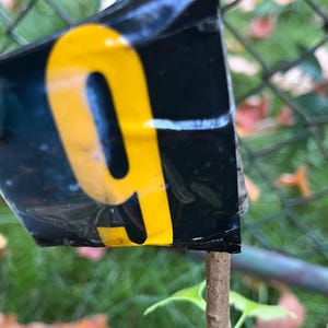 Ginkgo Biloba exact plant #9 seedling unsexed bareroot 3 year old