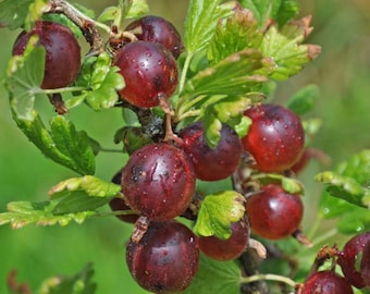 Jeanne Gooseberry Plant well rooted starter plant 6-8 inches tall