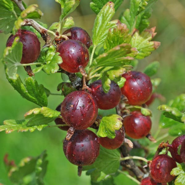 Jeanne Gooseberry Plant well rooted starter plant 6-8 inches tall