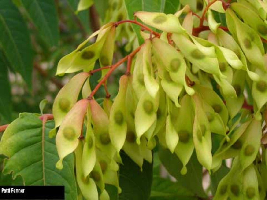 Tree of heaven 23 year old stubby root base for bonsai Etsy