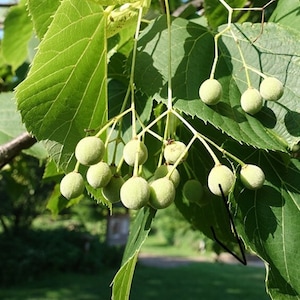 Puede incluir: Primer plano de una rama de árbol con hojas verdes y pequeños frutos redondos verdes.