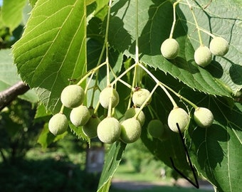 Árbol de Tilia americana de 16 a 24 pulgadas de alto, de 2 a 3 años (tilo americano)
