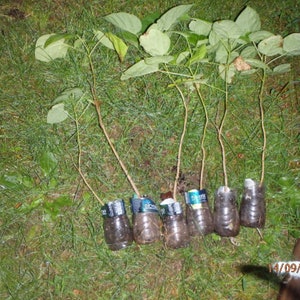 Catalpa speciosa , 1-2 year old ,Northern catalpa, Cigar tree, Indian bean, sent with roots wrapped, no leaves. image 8