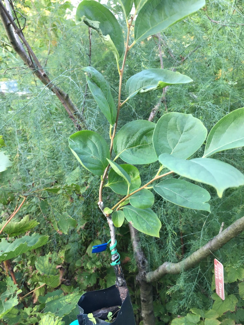Saijo Asian Persimmon grafted 1 year old tree shipped with Etsy