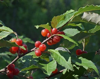 18-24 ”große Rubin Herbst Olive Verwurzelte Pflanze 1 Jahr alt