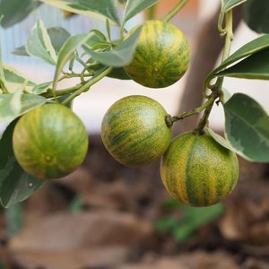 California only! Variegated Calamondin Calamansi Semi-Dwarf Tree, 24-36&quot;tall, grafted