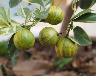 Variegated Calamondin Semi-Dwarf Tree, 1-2 ft tall No ship to citrus states