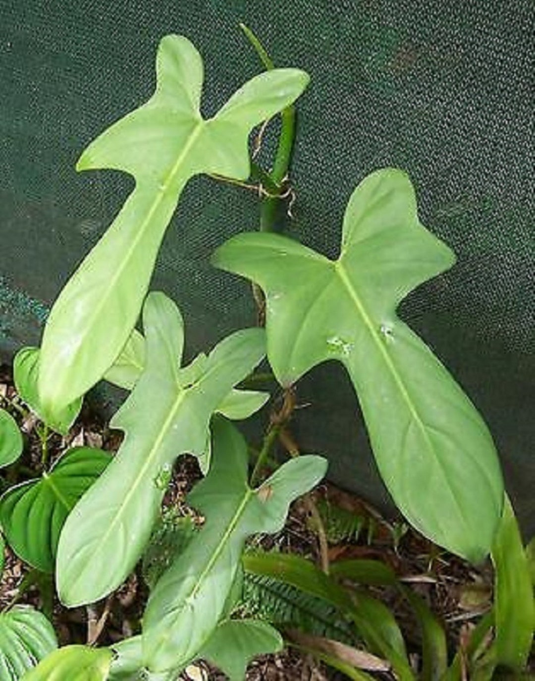 Philodendron FIDDLE-LEAF Well Rooted Plant in Pot - Etsy