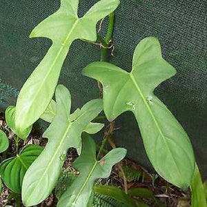 May include: A close-up of a green leafy plant with large, textured leaves. The plant is growing in a pot and has a vine-like stem.