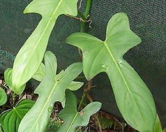 Philodendron panduraeformaei FIDDLE-LEAF PHILODENDRON well rooted plant in pot