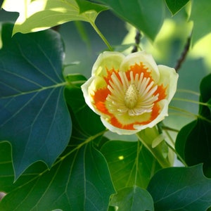 2-3 year old plant Tulip Poplar tree 20-26 inches tall, Liriodendron tulipifera bare root