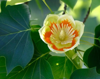 Tulipanowiec pospolity Liriodendron tulipifera, roślina o wysokości 2-3 stóp