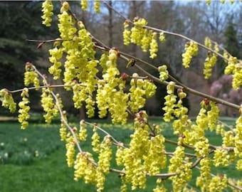 Corylopsis glabrescens 'Longwood Chimes', Winter Hazel