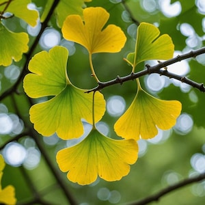 Könnte beinhalten: Nahaufnahme eines Zweigs mit fünf gelb-grünen Blättern. Die Blätter sind herzförmig und haben eine deutliche Aderung. Die Blätter werden von der Sonne angestrahlt, wodurch ein weiches Leuchten entsteht.