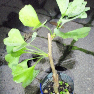 Male ginkgo, live grafted plant 1 year old graft size.