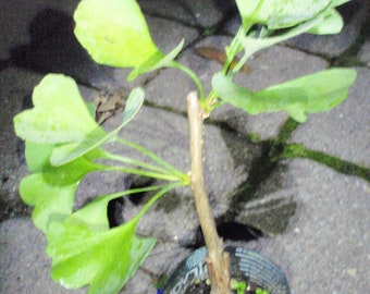 Male ginkgo, live grafted plant 1 year old graft size.