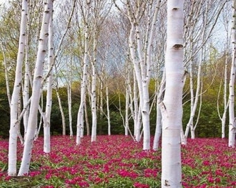 Paper Birch (Betula papyrifera), 8-12 inches tall dormant plant