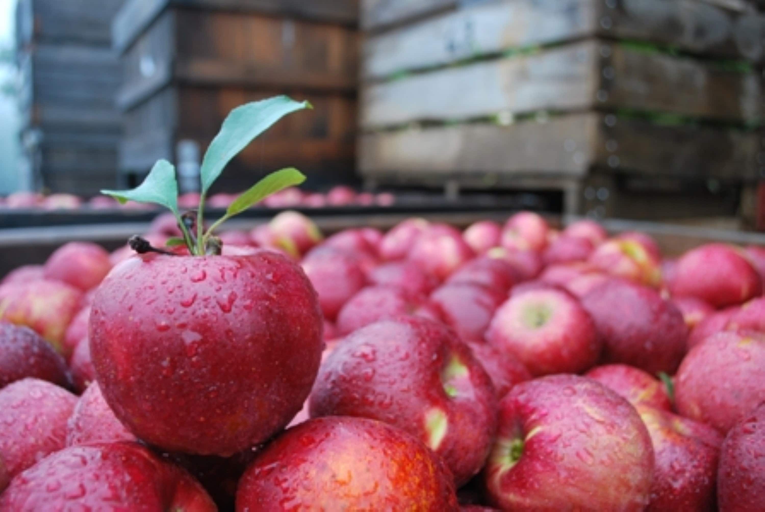 Stayman Winesap Apple Tree 45' Bare Root No Ship to CA Etsy