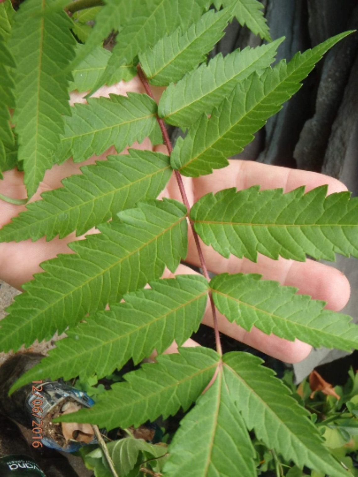 Staghorn Sumac 1 Year Old Pink Lemonade Plant Bare Root Etsy