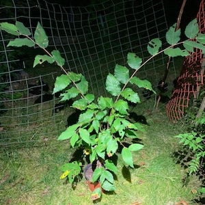 Exact plant Elm tree for bonsai 3-4 year old. shipped with soil in the container