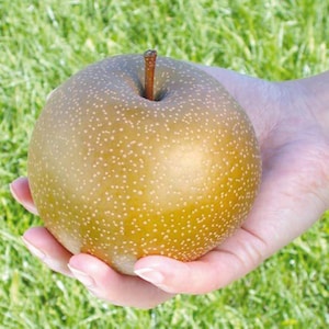 May include: A golden yellow pear with a brown stem, held in a hand against a green grassy background.