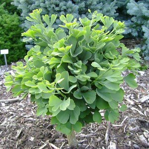 Ginkgo biloba Troll Dwarf Ginkgo Grafted tree, 8-12 image 6