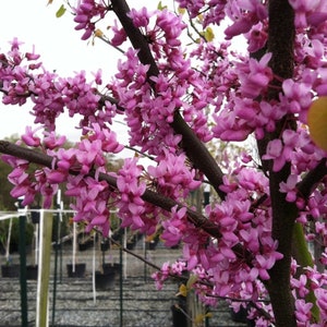 12-18&quot; tall Two Eastern Redbud trees (Cercis canadensis) 1-2 year old plants, bare root