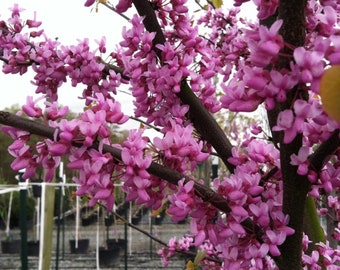Jacaranda, Le Flamboyant Bleu : Plantation, Culture, Entretien - Foto 9