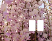 Wisteria Floribunda Honbeni (syn Pink Ice), Grafted, 1 Year Old - Etsy