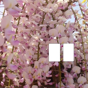 Wisteria floribunda Honbeni (syn Pink Ice), grafted, 1 year old