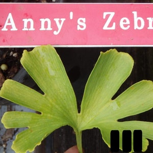 以下が含まれることがあります： 扇形の緑の葉のクローズアップ。葉には「Anny's Zebra」というラベルが貼られています。