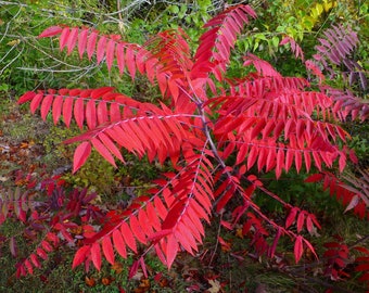 Suma gładka (Rhus glabra) o wysokości 12-14 cali, roślina jednoroczna