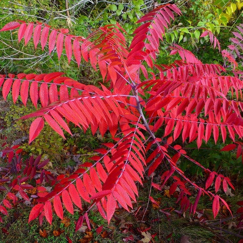 Smooth Sumac rhus Glabra 1-2 Year Old Plant Well Rooted - Etsy Sweden