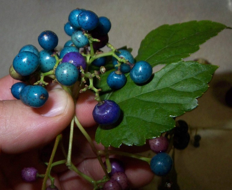 Porcelaine Grape Berry Vine 15 Seeds, Ampelopsis, Hardy Liana, Blue ...