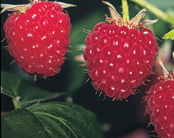 Raspberry Shortcake Plant - Etsy