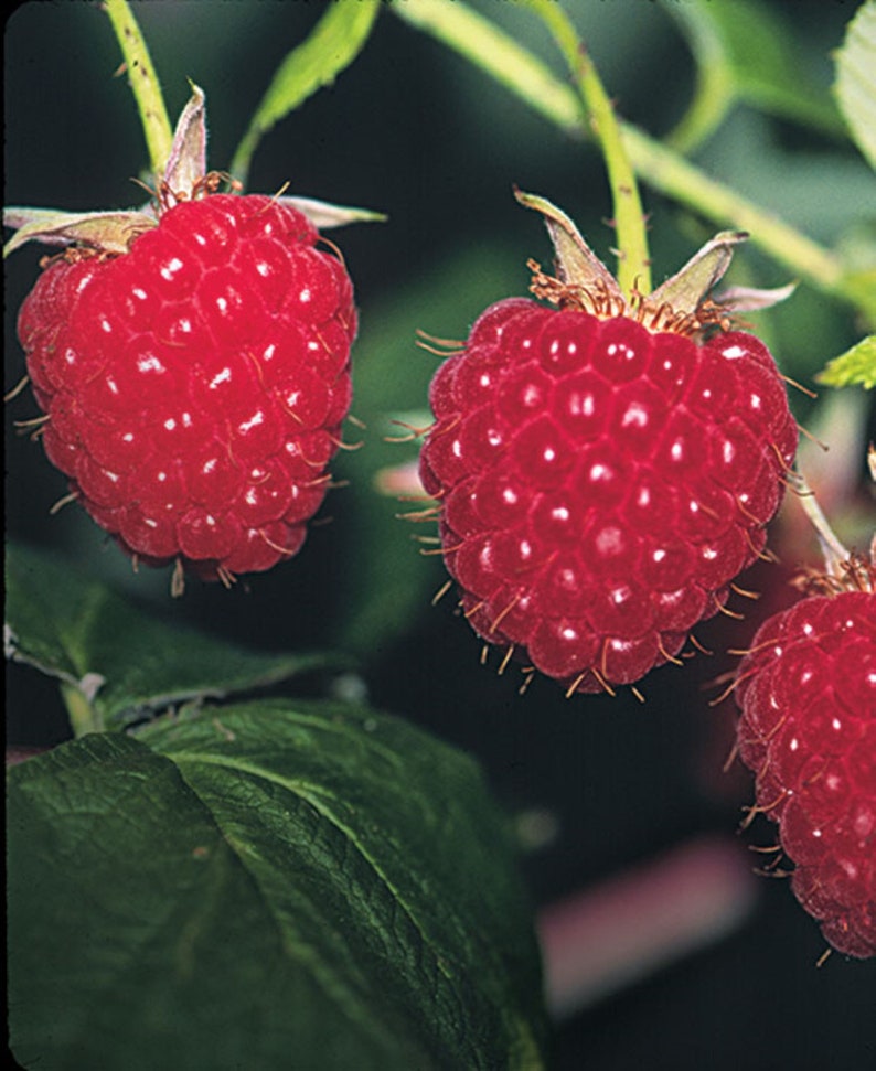 Red Raspberry Plant Roots Wrapped in Moist Media Etsy