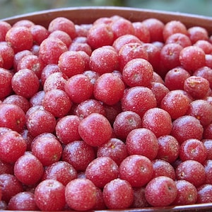 May include: A wooden bowl overflowing with small, round, red berries. The berries have a slightly textured surface and are closely packed together, creating a vibrant display of colour and texture. The image is well-lit, highlighting the berries' details.