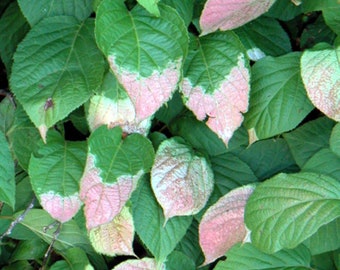 Arctic Beauty Kiwi, male plant, (Pollenizing) Variety variegated leaves ornamental