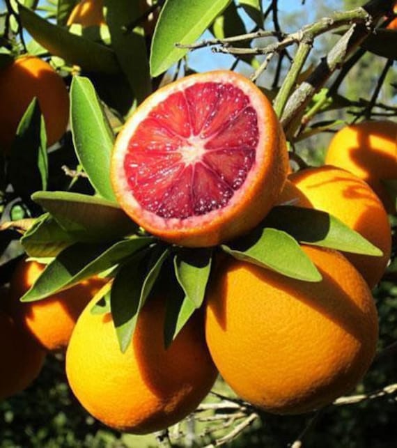 Florida Only One Sanguinelli Blood Orange Tree 12 Feet Etsy